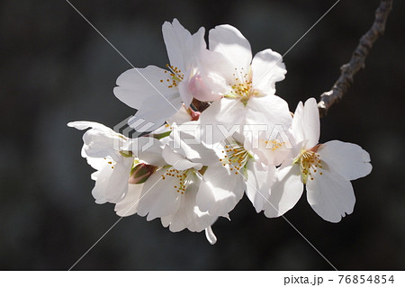 サクラ 76854854