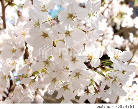 桜　満開　卒業式　入学式　4月　風景　季節 76854861
