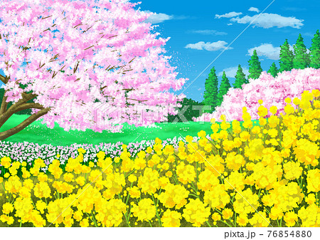 菜の花と桜のある風景のイラスト素材