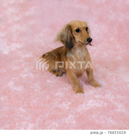 愛犬　カニンヘンダックスフンド 76855029