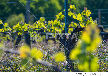 New bug and leaves sprouting at the beginning of spring on a trellised vine growing in bordeaux New bug and leaves sprouting at the beginning of spring on a trellised vine growing in bordeaux 76855299