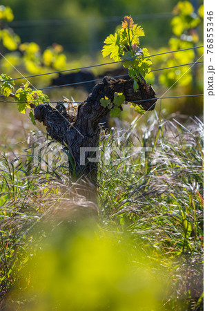 New bug and leaves sprouting at the beginning of spring on a trellised vine growing in bordeaux New bug and leaves sprouting at the beginning of spring on a trellised vine growing in bordeaux 76855346