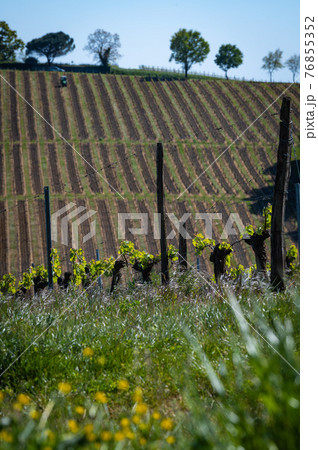 New bug and leaves sprouting at the beginning of spring on a trellised vine growing in bordeaux New bug and leaves sprouting at the beginning of spring on a trellised vine growing in bordeaux 76855352