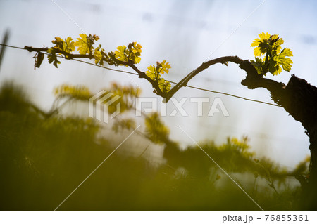 New bug and leaves sprouting at the beginning of spring on a trellised vine growing in bordeaux 76855361