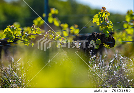 New bug and leaves sprouting at the beginning of spring on a trellised vine growing in bordeaux 76855369