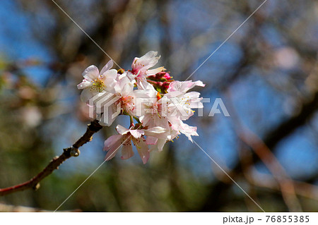 十月桜の開花　アップ 76855385