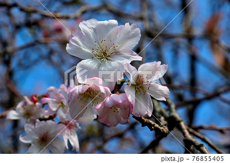 青空を背景に十月桜の開花　アップ 76855405