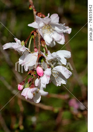 緑化植物園の木々を背景に枝垂れて咲く十月桜 縦位置 緑化植物園の木々を背景に枝垂れて咲く十月桜 縦位置 76855642