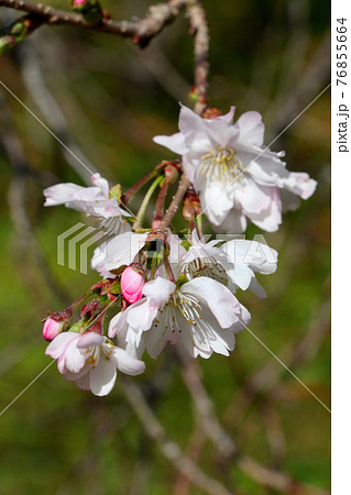 緑化植物園の緑を背景に枝垂れて咲く十月桜　縦位置 76855664