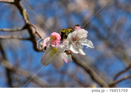 青空を背景に咲く十月桜 アップ 青空を背景に咲く十月桜 アップ 76855709