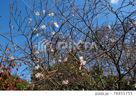 青空を背景に十月桜の花々の開花 76855755