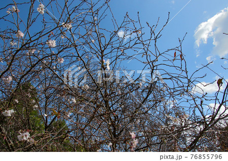 青空と白い雲を背景に十月桜の花々の開花 76855796