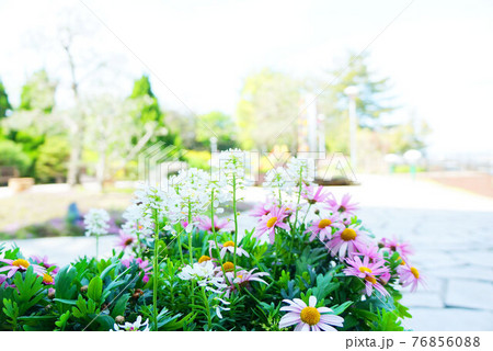 春の花の風景の写真素材