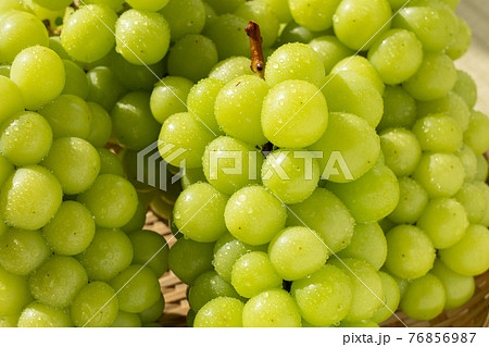 みずみずしいシャインマスカット ぶどう (集合 シズル感) みずみずしいシャインマスカット ぶどう (集合 シズル感) 76856987