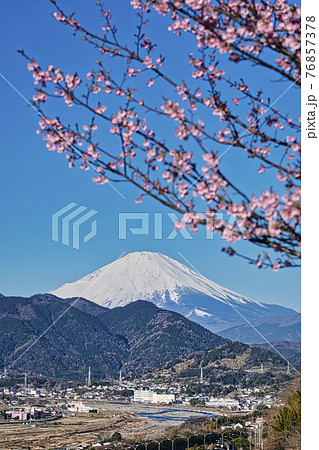 【松田町松田山、満開の河津桜と富士山と酒匂川】 【松田町松田山、満開の河津桜と富士山と酒匂川】 76857378