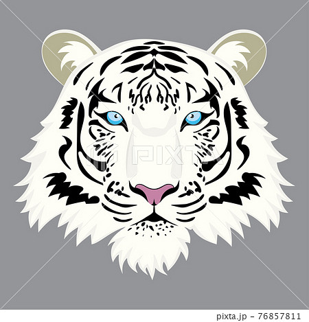 White tiger portrait 76857811