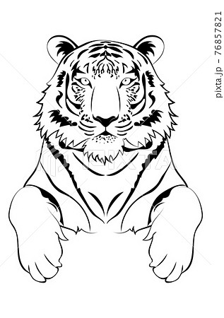 Handwritten tiger line drawing - Stock Illustration [84764506] - PIXTA