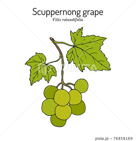 Scuppernong grape, Vitis rotundifolia, branch with leaves and fruit Scuppernong grape, Vitis rotundifolia, branch with leaves and fruit 76858169