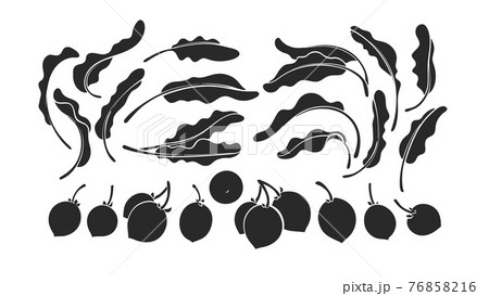 Shea set. Vector karite tree, leaf, nut Black mold 76858216