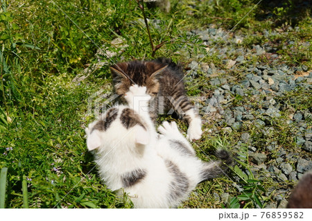 野良猫の可愛い子猫が無邪気にじゃれ合う 野良猫の可愛い子猫が無邪気にじゃれ合う 76859582