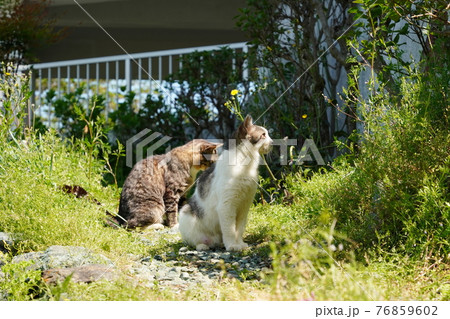 野良猫の可愛い子猫が無邪気にじゃれ合う 野良猫の可愛い子猫が無邪気にじゃれ合う 76859602