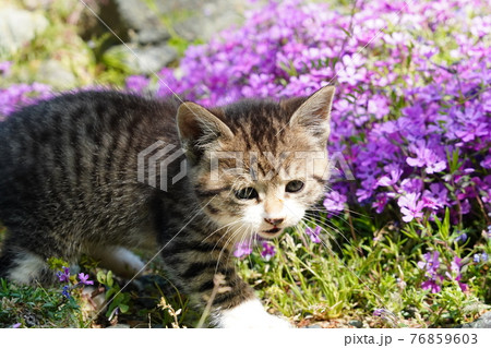 野良猫の可愛い子猫が無邪気にじゃれ合う 野良猫の可愛い子猫が無邪気にじゃれ合う 76859603