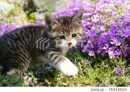 野良猫の可愛い子猫が無邪気にじゃれ合う 野良猫の可愛い子猫が無邪気にじゃれ合う 76859604