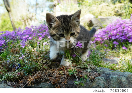 野良猫の可愛い子猫が無邪気にじゃれ合う 野良猫の可愛い子猫が無邪気にじゃれ合う 76859605