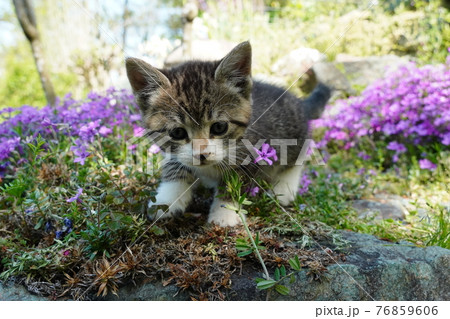 野良猫の可愛い子猫が無邪気にじゃれ合う 野良猫の可愛い子猫が無邪気にじゃれ合う 76859606