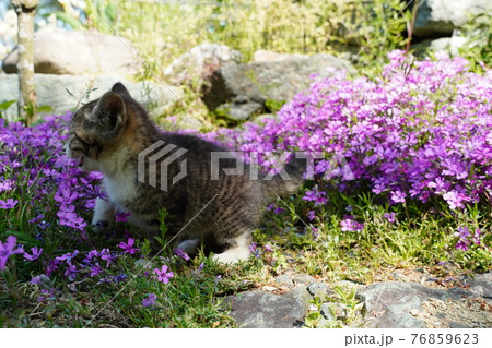 野良猫の可愛い子猫が無邪気にじゃれ合う 76859623