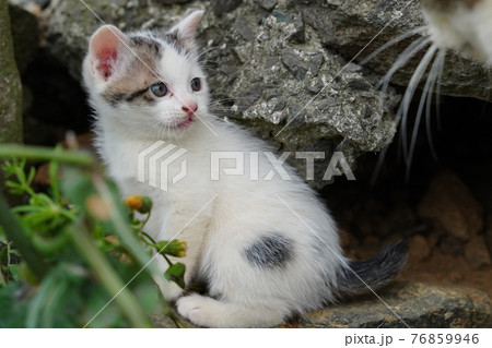 生まれて一ヶ月半程の野良猫の可愛い子猫が元気にじゃれ合う 生まれて一ヶ月半程の野良猫の可愛い子猫が元気にじゃれ合う 76859946