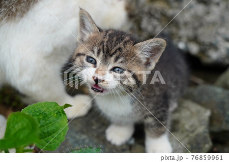 生まれて一ヶ月半程の野良猫の可愛い子猫が元気にじゃれ合う 76859961