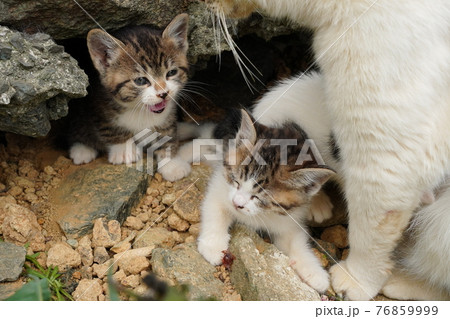 生まれて一ヶ月半程の野良猫の可愛い子猫が元気にじゃれ合う 76859999