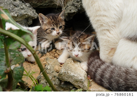 生まれて一ヶ月程の可愛い子猫が元気にじゃれ合う 76860161