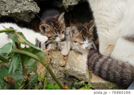 生まれて一ヶ月程の可愛い子猫が元気にじゃれ合うの写真素材