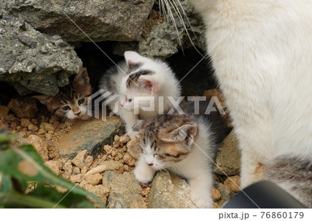 生まれて一ヶ月程の可愛い子猫が元気にじゃれ合う 76860179