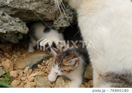生まれて一ヶ月程の可愛い子猫が元気にじゃれ合う 76860180