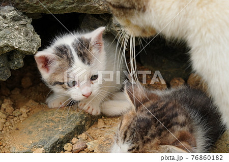 生まれて一ヶ月程の可愛い子猫が元気にじゃれ合う 生まれて一ヶ月程の可愛い子猫が元気にじゃれ合う 76860182
