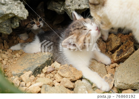 生まれて一ヶ月程の可愛い子猫が元気にじゃれ合う 76860192