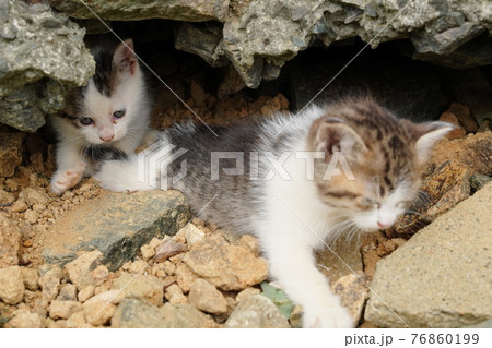 生まれて一ヶ月程の可愛い子猫が元気にじゃれ合う 生まれて一ヶ月程の可愛い子猫が元気にじゃれ合う 76860199