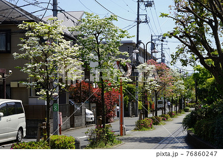 4月 世田谷888二子玉川街角のハナミズキ並木 4月 世田谷888二子玉川街角のハナミズキ並木 76860247