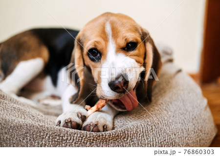 Dog Snack Chewing Sticks for puppies. Beagle puppy eating Dog Snack Chewing Sticks at home. Beagle Eat, Dog Treats for Beagles 76860303