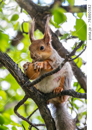 The squirrel with nut sits on a branches in the spring or summer. The squirrel with nut sits on a branches in the spring or summer. 76860382