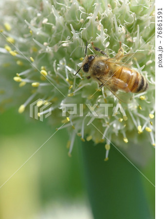 ネギ坊主に来たミツバチ 76861591