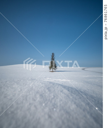 美瑛町　春のクリスマスツリーの木 76861765