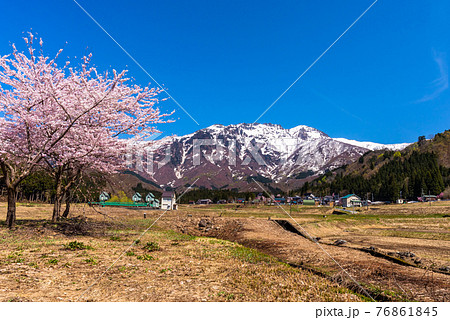 八海山と桜 76861845