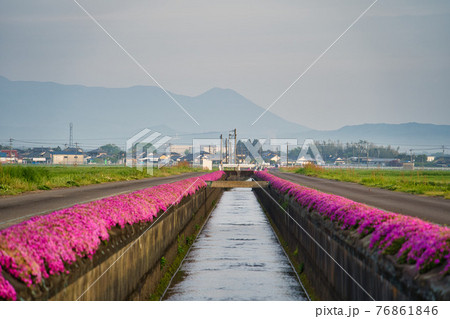 蓼池芝桜　R3春 76861846