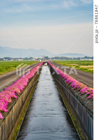 蓼池芝桜　R3春 76861847