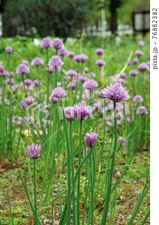 チャイブの花 チャイブの花 76862382
