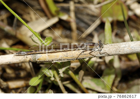 オツネントンボ 76862617